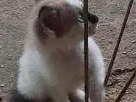 Gato raça Mistura de siames idade Abaixo de 2 meses nome asoimoraes@gmail.com