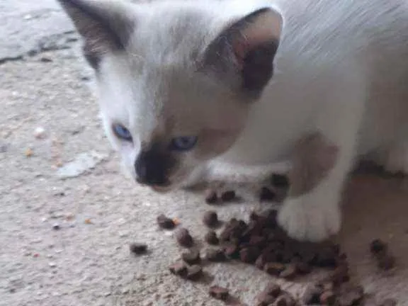 Gato raça Mistura de siames idade Abaixo de 2 meses nome asoimoraes@gmail.com