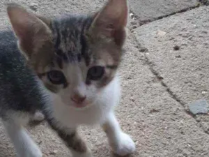 Gato raça Mistura de siames idade Abaixo de 2 meses nome asoimoraes@gmail.com