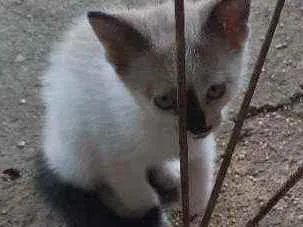 Gato raça Mistura de siames idade Abaixo de 2 meses nome asoimoraes@gmail.com
