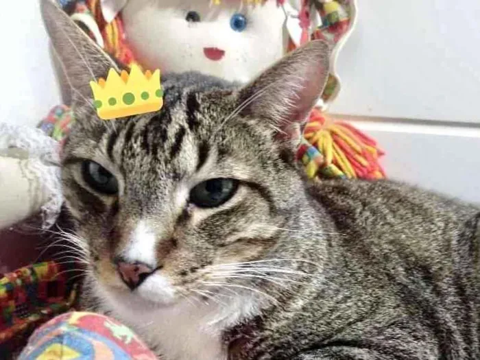 Gato raça Srd  idade 2 anos nome Tigue lindo e fofo 
