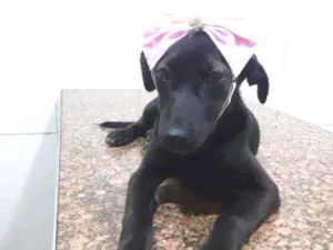 Cachorro raça SRD idade 2 a 6 meses nome Pretinha