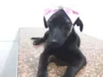 Pretinha