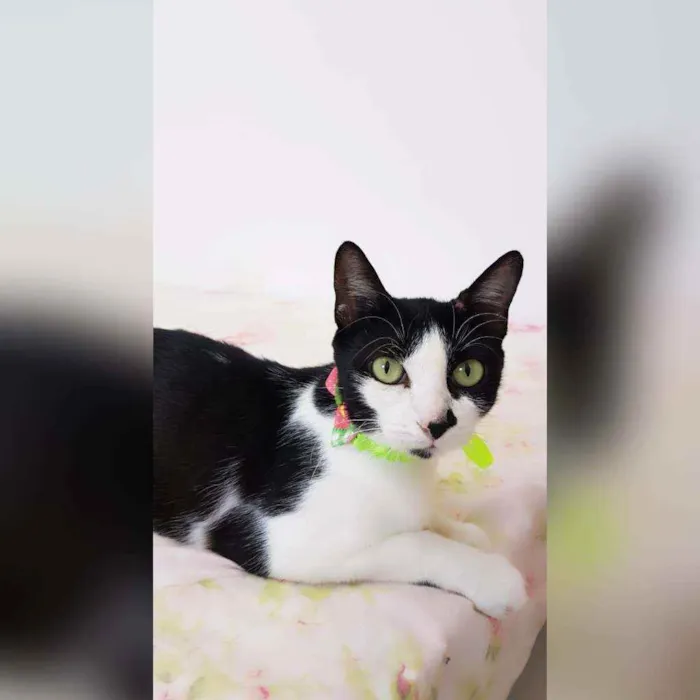 Gato raça Sem raça definida  idade 2 a 6 meses nome Safira