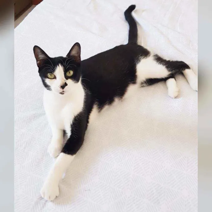 Gato raça Sem raça definida  idade 2 a 6 meses nome Safira