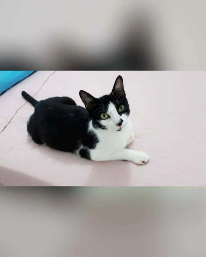 Gato raça Sem raça definida  idade 2 a 6 meses nome Safira