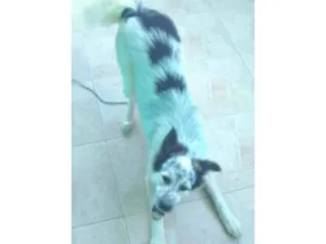 Cachorro raça VIRA LATA|HUSK  idade 7 a 11 meses nome LOLA