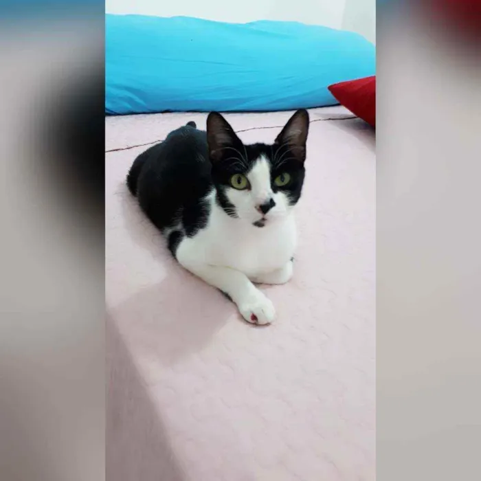 Gato raça Sem raça definida  idade 2 a 6 meses nome Safira
