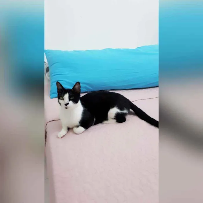 Gato raça Sem raça definida  idade 2 a 6 meses nome Safira