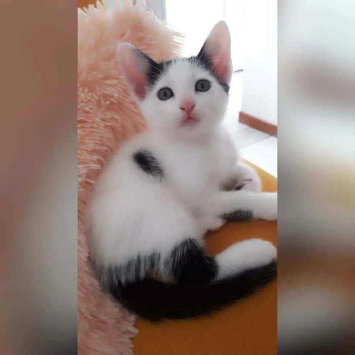 Gato raça Sem raça definida  idade 2 a 6 meses nome Sol