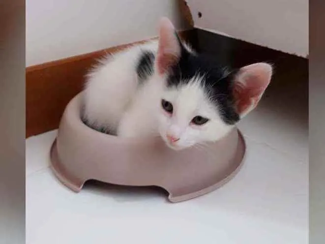 Gato raça Sem raça definida  idade 2 a 6 meses nome Sol