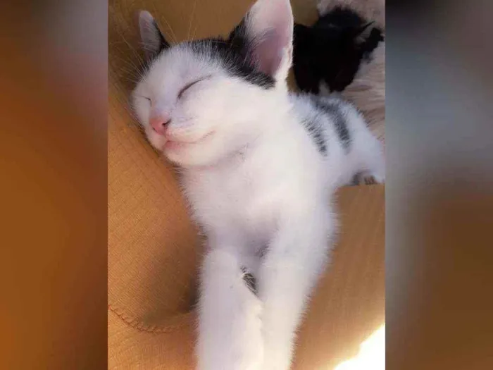 Gato raça Sem raça definida  idade 2 a 6 meses nome Sol