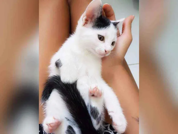 Gato raça Sem raça definida  idade 2 a 6 meses nome Sol
