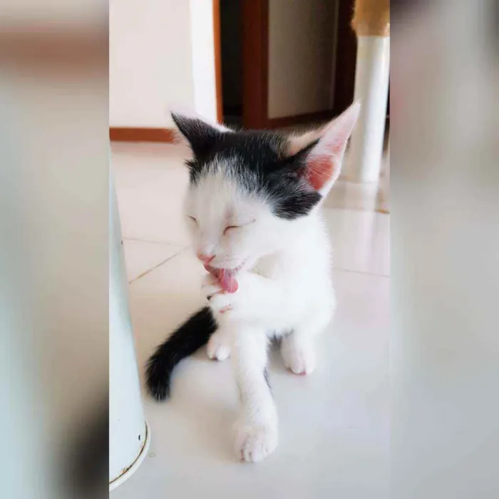 Gato raça Sem raça definida  idade 2 a 6 meses nome Sol