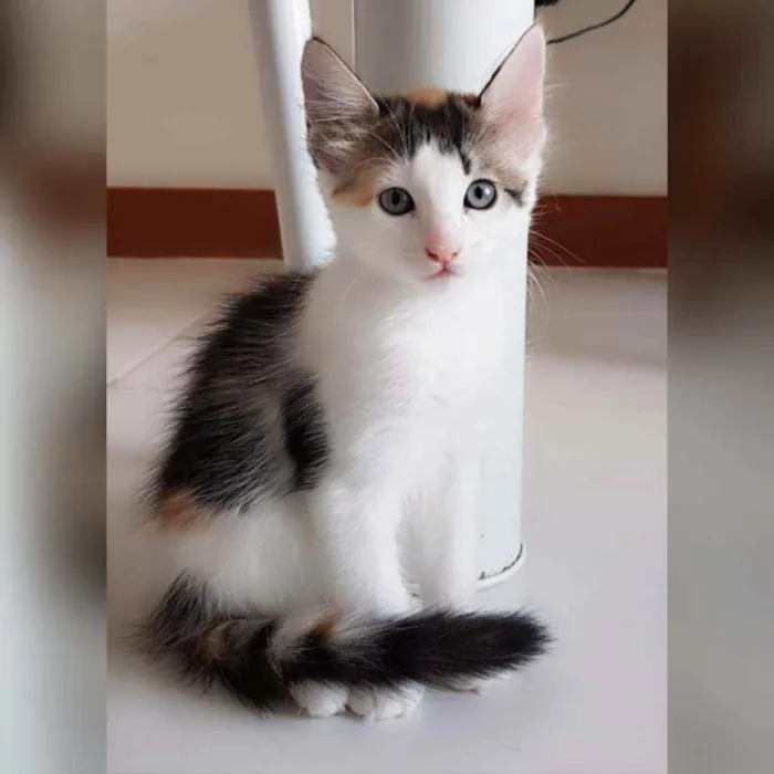 Gato raça Sem raça definida  idade 2 a 6 meses nome Estrela