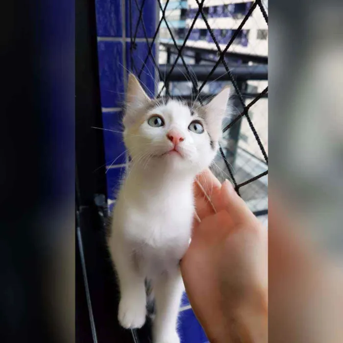 Gato raça Sem raça definida  idade 2 a 6 meses nome Estrela