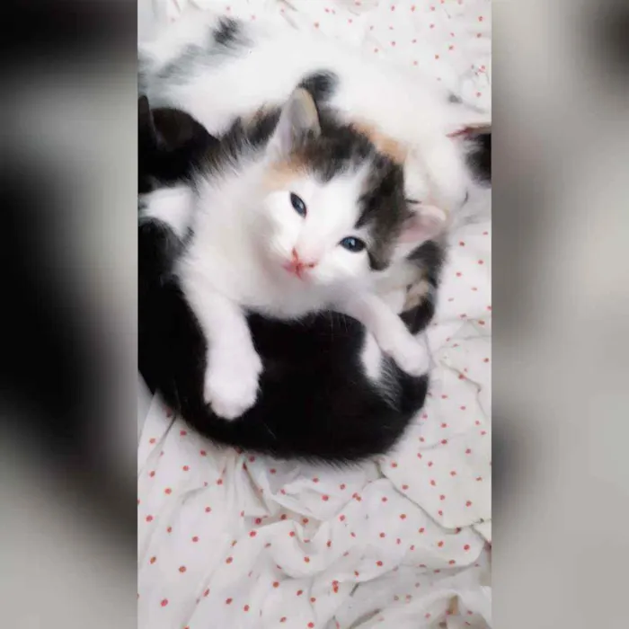 Gato raça Sem raça definida  idade 2 a 6 meses nome Estrela