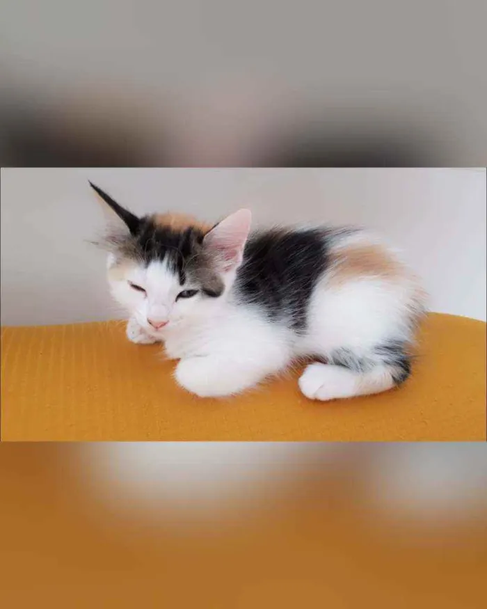 Gato raça Sem raça definida  idade 2 a 6 meses nome Estrela