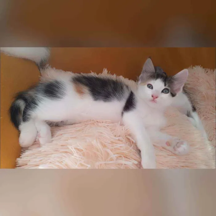 Gato raça Sem raça definida  idade 2 a 6 meses nome Estrela