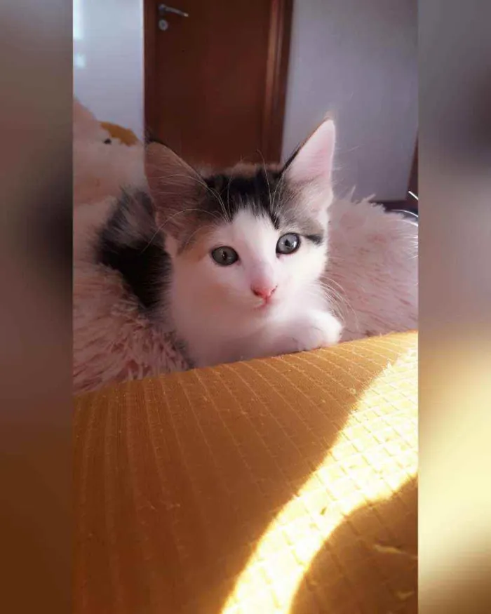 Gato raça Sem raça definida  idade 2 a 6 meses nome Estrela
