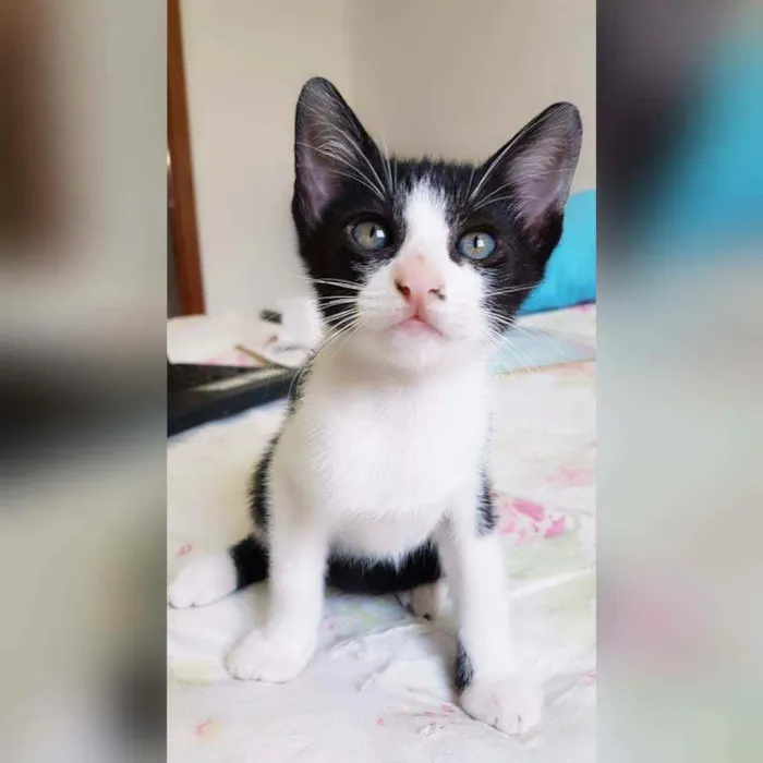 Gato raça Sem raça definida  idade 2 a 6 meses nome Fred