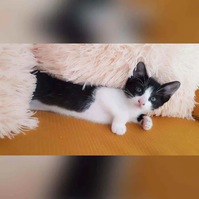 Gato raça Sem raça definida  idade 2 a 6 meses nome Fred