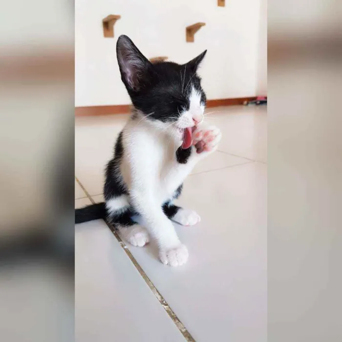 Gato raça Sem raça definida  idade 2 a 6 meses nome Fred