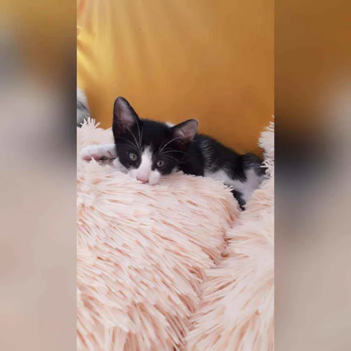 Gato raça Sem raça definida  idade 2 a 6 meses nome Fred