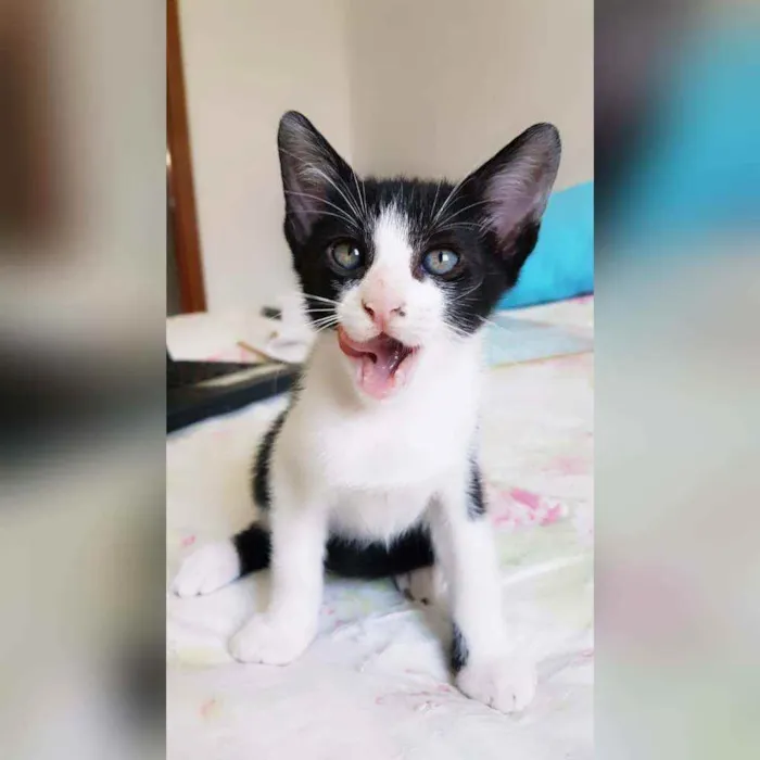 Gato raça Sem raça definida  idade 2 a 6 meses nome Fred