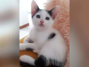 Gato raça Sem raça definida  idade 2 a 6 meses nome Sol