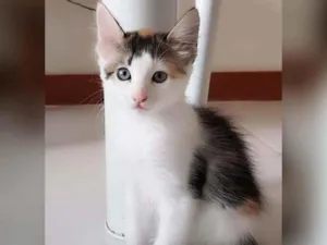 Gato raça Sem raça definida  idade 2 a 6 meses nome Estrela