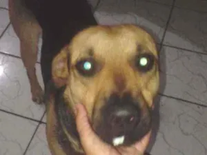 Cachorro raça Vira-lata idade 2 anos nome Bidu