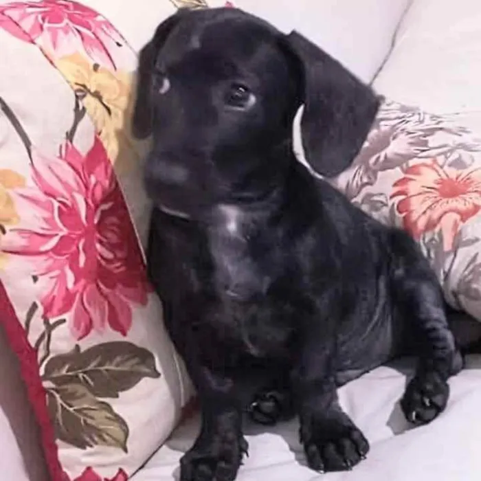 Cachorro ra a Dachshund idade 2 a 6 meses nome Mion