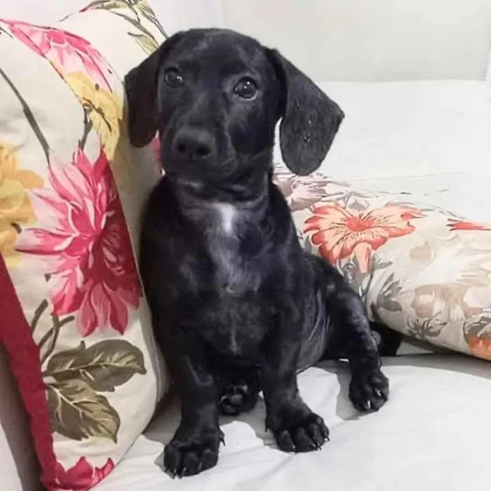 Cachorro ra a Dachshund idade 2 a 6 meses nome Mion