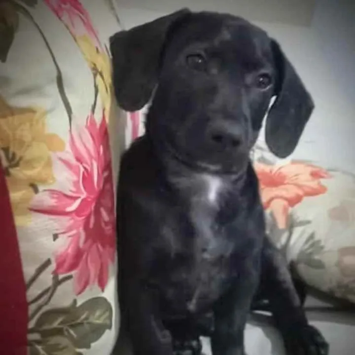 Cachorro ra a Dachshund idade 2 a 6 meses nome Mion