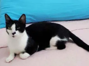 Gato raça Sem raça definida  idade 2 a 6 meses nome Safira