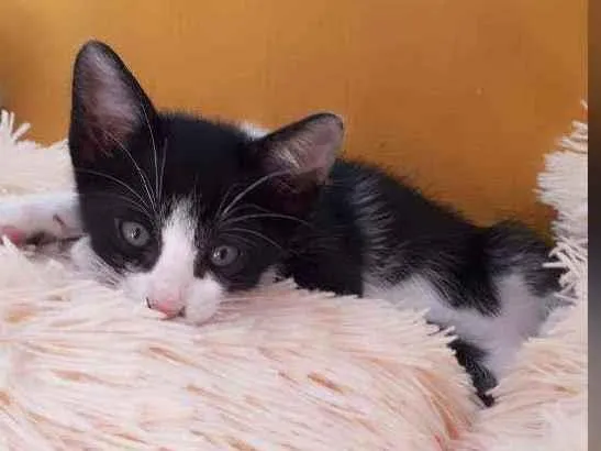 Gato raça Sem raça definida  idade 2 a 6 meses nome Fred