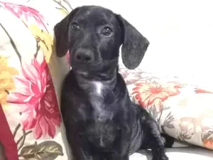 Cachorro raça Dachshund idade 2 a 6 meses nome Mion