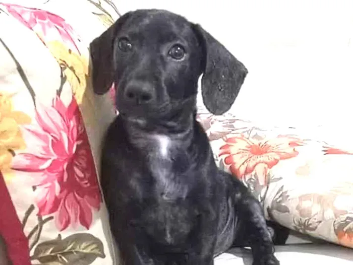Cachorro ra a Dachshund idade 2 a 6 meses nome Mion