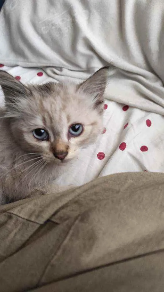Gato raça Siamês idade 2 a 6 meses nome Pingo