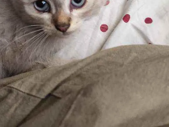 Gato raça Siamês idade 2 a 6 meses nome Pingo