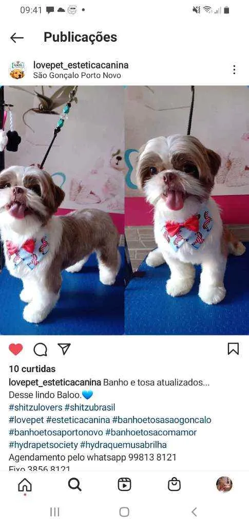Cachorro ra a Shithuz  idade 3 anos nome BALOO