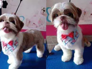 Cachorro raça Shithuz  idade 3 anos nome BALOO
