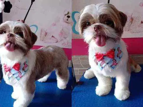 Cachorro ra a Shithuz  idade 3 anos nome BALOO