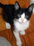 Gatinhos lindos