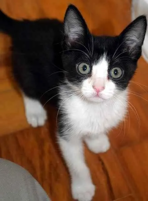 Gato ra a Srd idade Abaixo de 2 meses nome Gatinhos lindos
