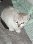 Gatinhos lindos