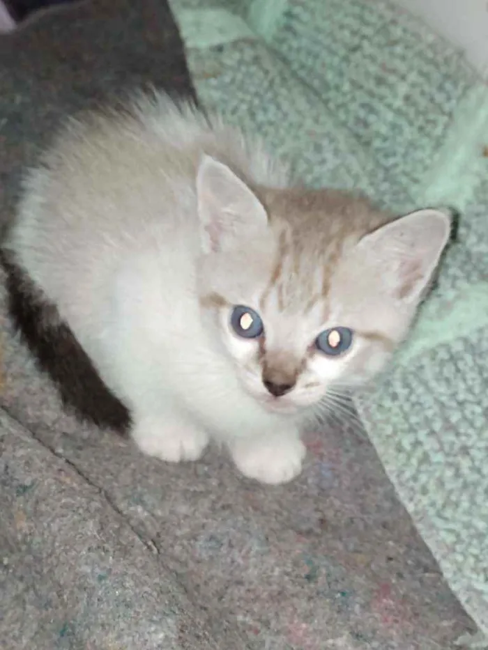Gato ra a Srd idade Abaixo de 2 meses nome Gatinhos lindos