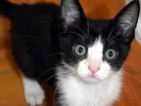 Gato ra a Srd idade Abaixo de 2 meses nome Gatinhos lindos