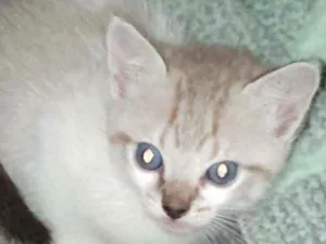 Gato raça Srd idade Abaixo de 2 meses nome Gatinhos lindos